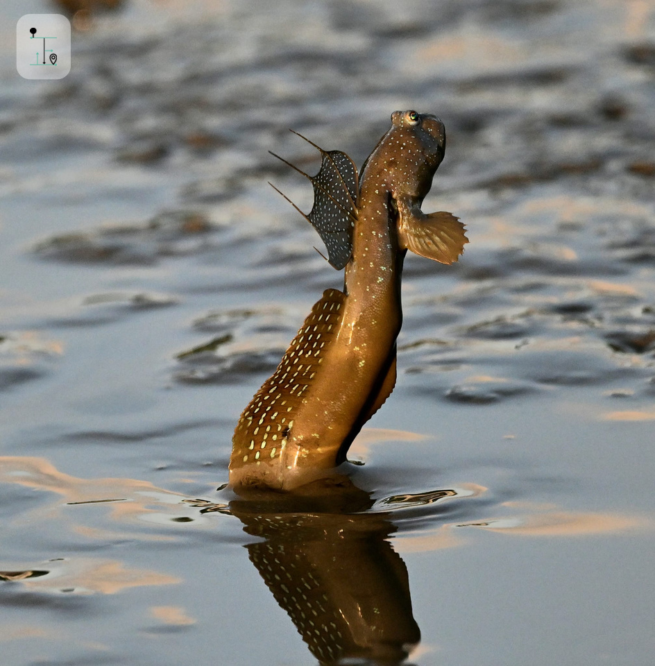 flying fish from the muddle