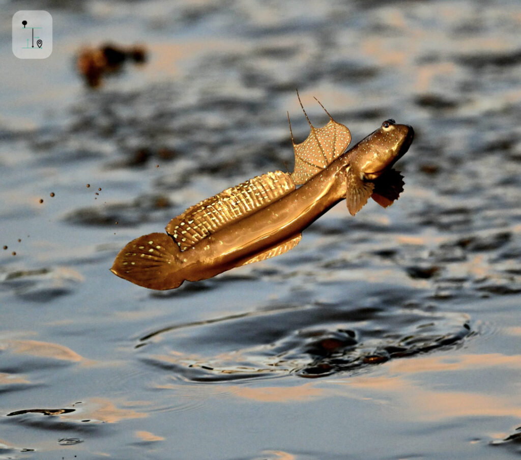 flying fish over the water