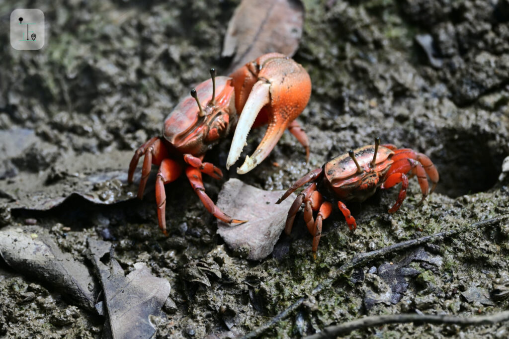 mud crab