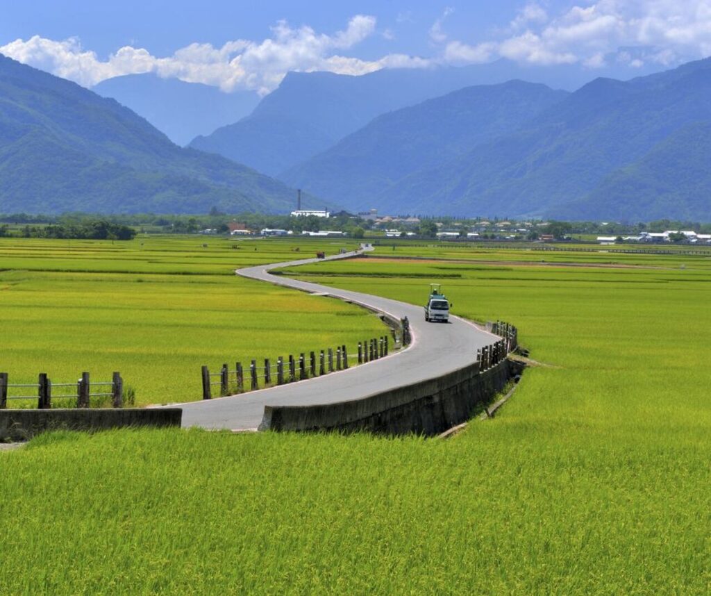 rice field in Taitung