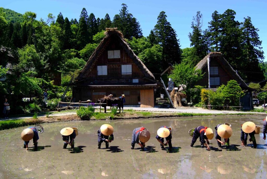 farmers are transplanting during spring in Shirakawa Village. 約在5月底時，農家婦女們會在屋前插秧。