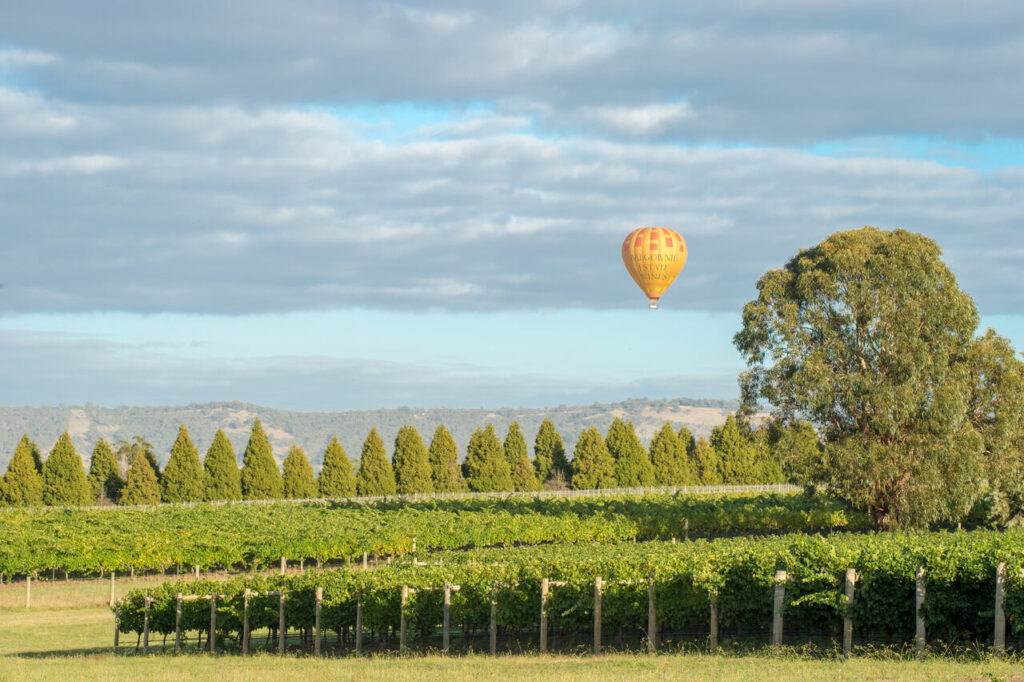 Hot balloon is flying over the vineyards in Yarra Valley.