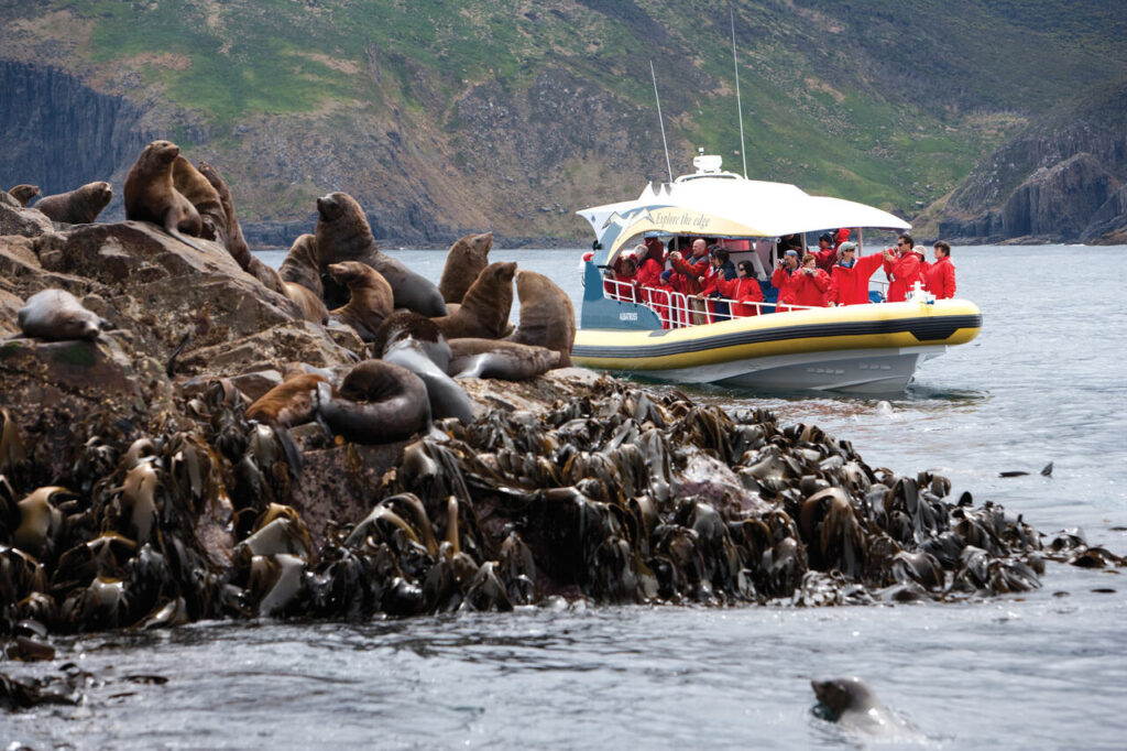 Seal watching during the Tasmania Cruise Tour