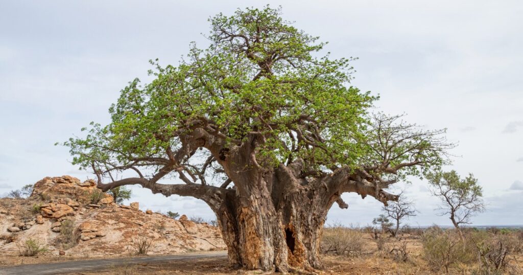 Baobab in the Limpopo, South Africa.