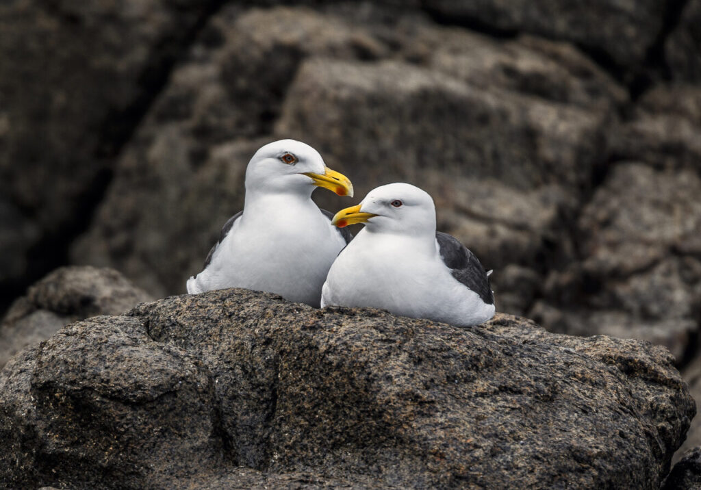 Bruny Island Cruises - Pennicott Wilderness Journeys - Bird watching