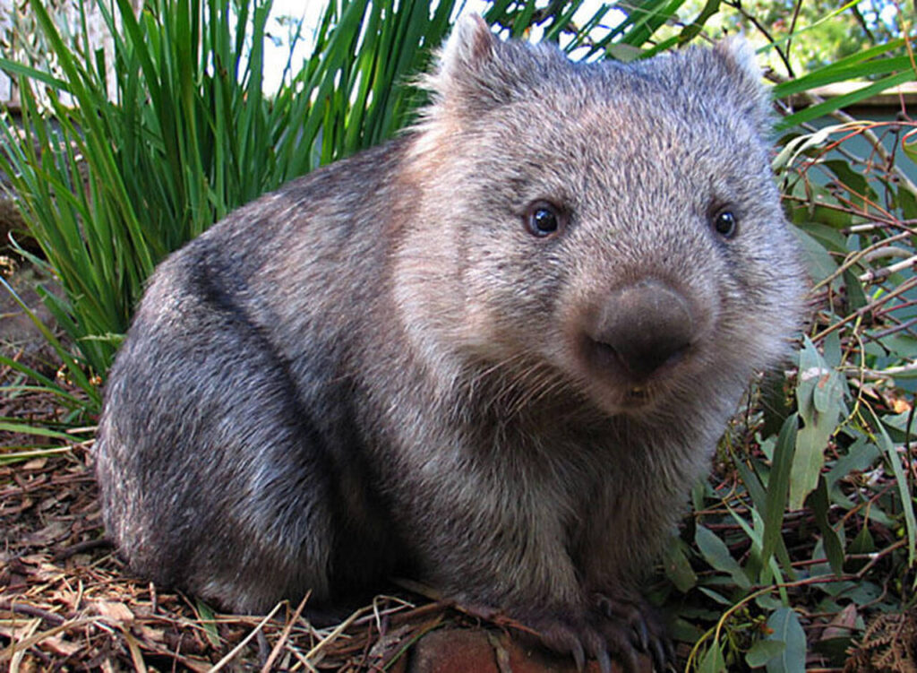 Tassie tour wombat