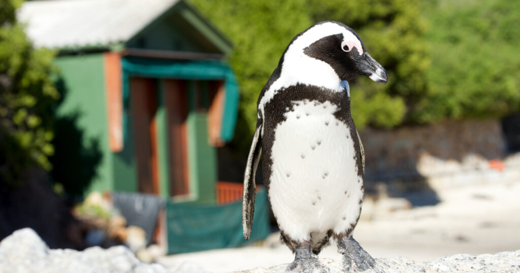 penguin in Cape Town