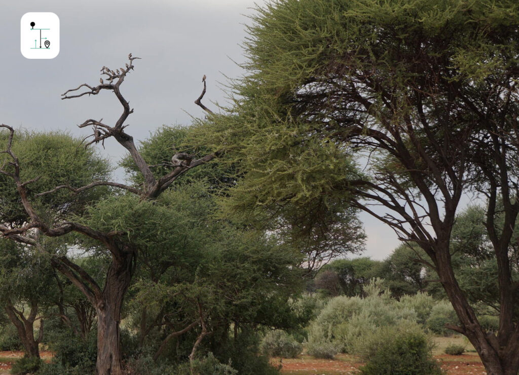 Besides animals, different kinds of birds are also found inside the Mattanu Private Game Reserve, Kimberly, South Africa.