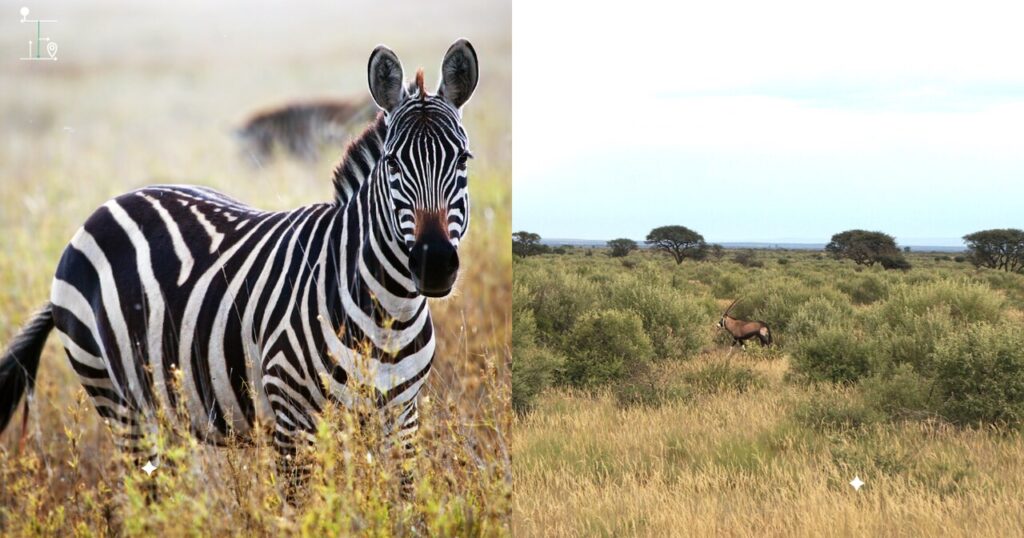 Zebra and roan are seen during the safari time.