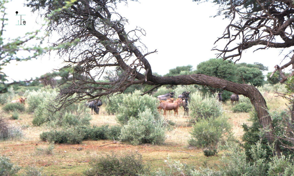 A group of Wildbeest found in the bushland of Mattanu Private Game Reserve, Kimberly, South Africa.