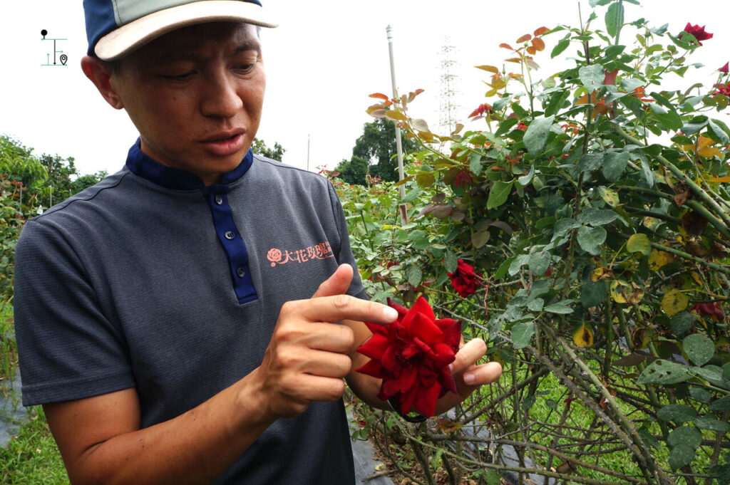 導賞中介紹玫瑰花及如何採摘