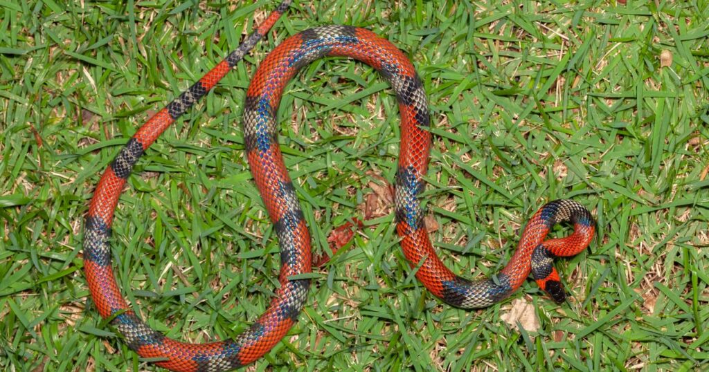 snake on grass