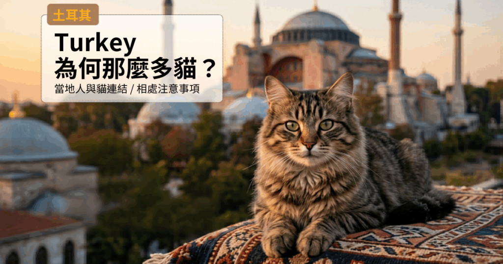 ALT：土耳其城市背景中一隻貓咪，展現當地獨特的貓文化與城市氛圍。.