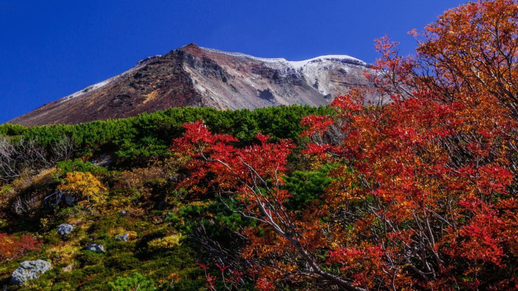 北海道大雪山秋季紅葉，展現自然美景與旅遊魅力。